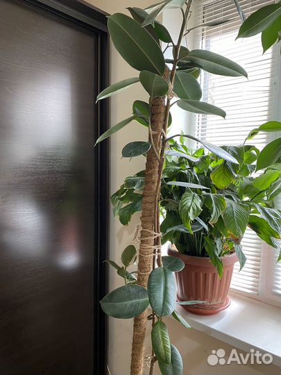 Комнатные растения большие