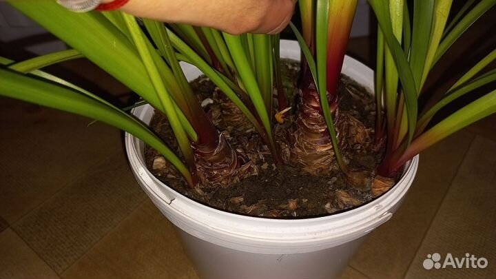 Гиппеаструм