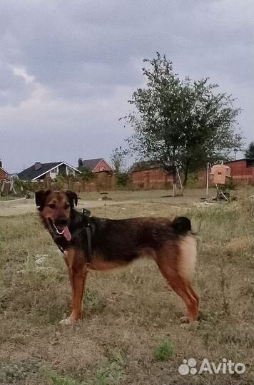 Собака ищет семью