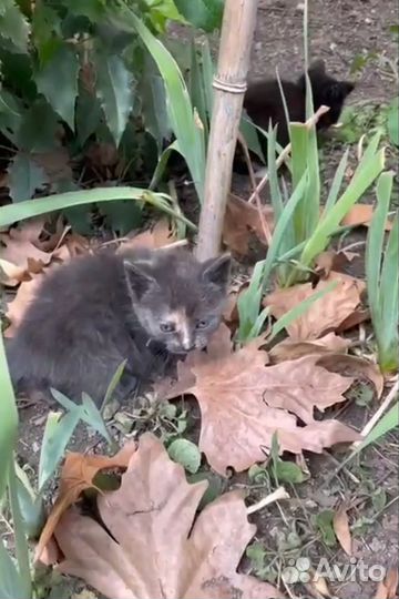 Котенок бесплатно