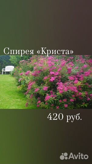 Цветущие кустарники Спирея, саженцы