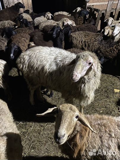 Баран на племя, козел на племя альпийской породы