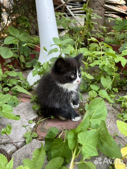 Котята в добрые руки бесплатно