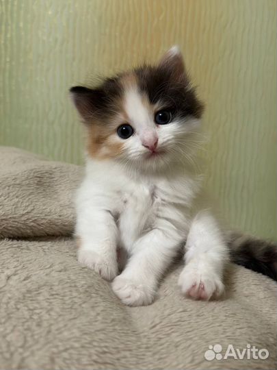 Кошечка трехцветная