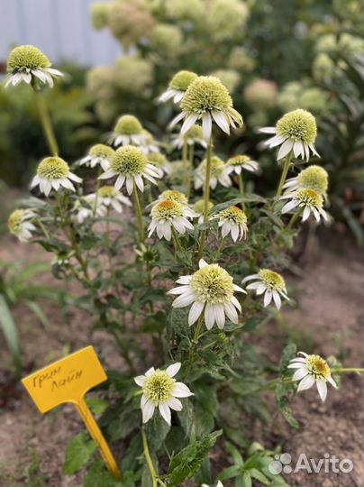 Многолетние садовые растения