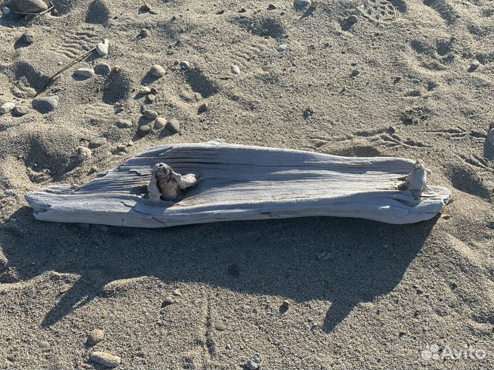 Коряги дрифтвуд