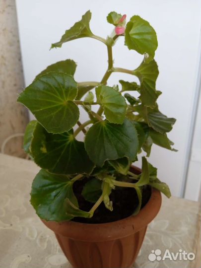 Бегония вечноцветущая махровая