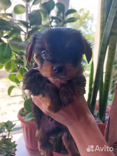 Йоркширский терьер