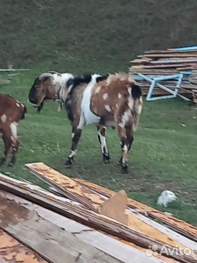 Нубийский козел 100