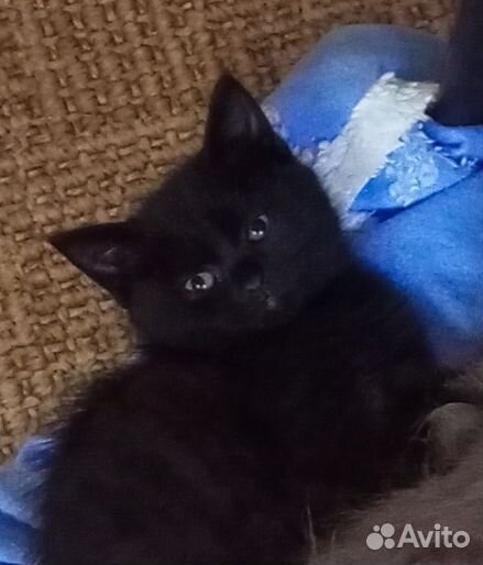 Кошка бесплатно