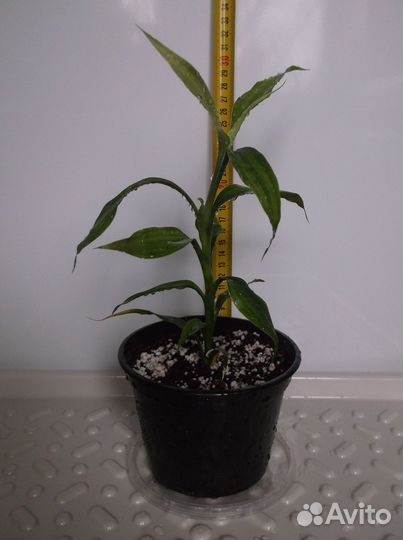 Драцена Сандера (Бамбук счастья)