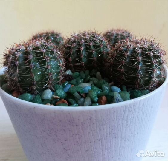 Кактус