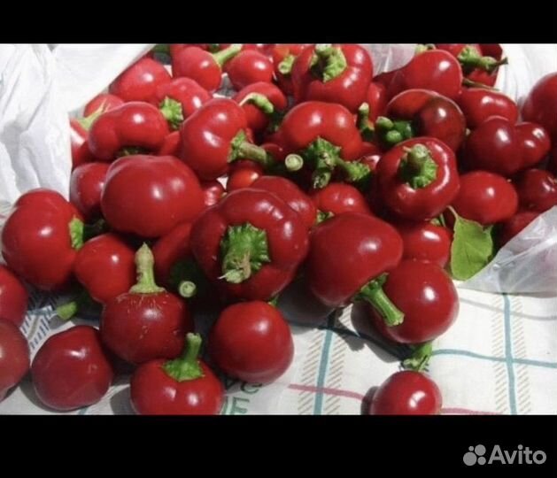 Рассада очень острого перца