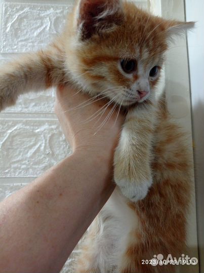 Рыжик котенок