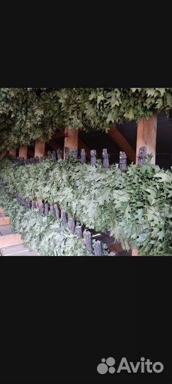 Дубовые веники для бани