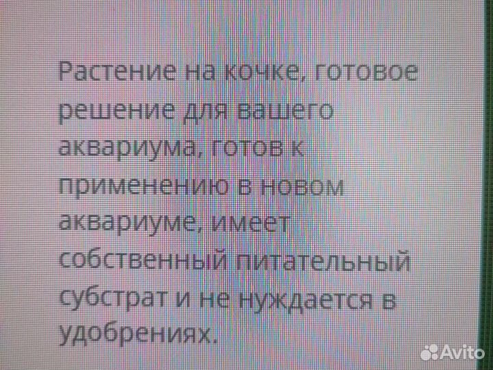 Кардамон лира на питательной кочке