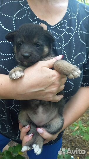 Дворовые щенки