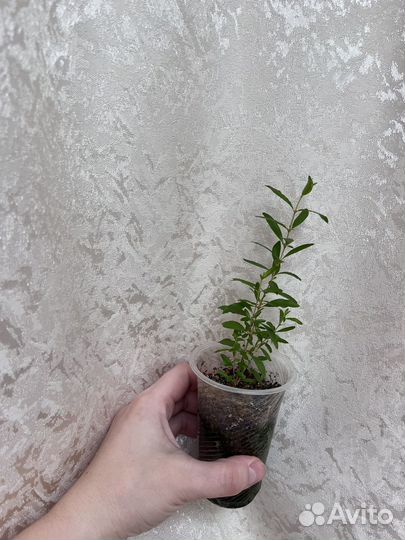 Гранат комнатный, хойи на срез