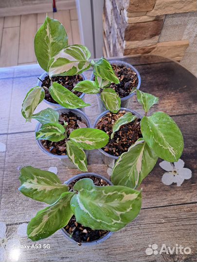 Калатея Электрик шок