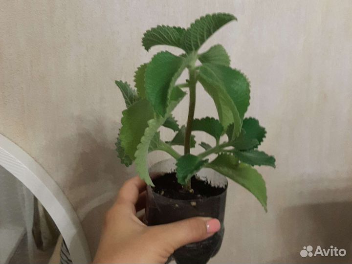 Плектрантус