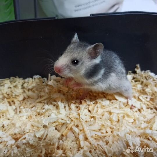 Сирийский хомяк