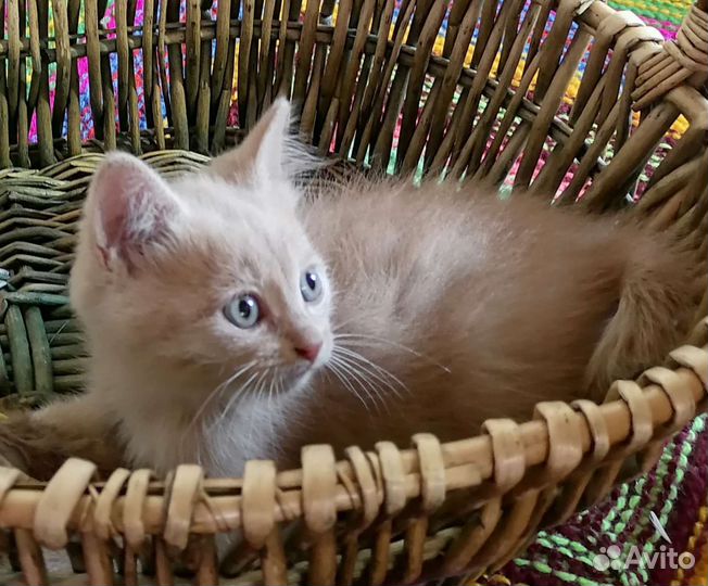 Очаровательные котята