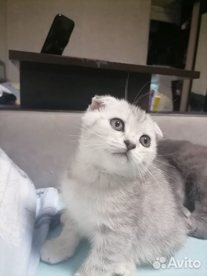 Вислоухий Шотландский кот