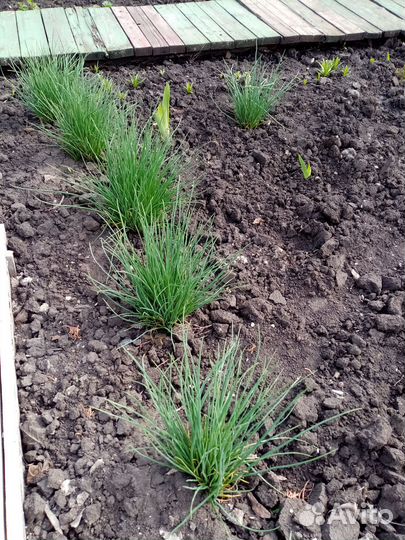 Лук шнитт лук скорода