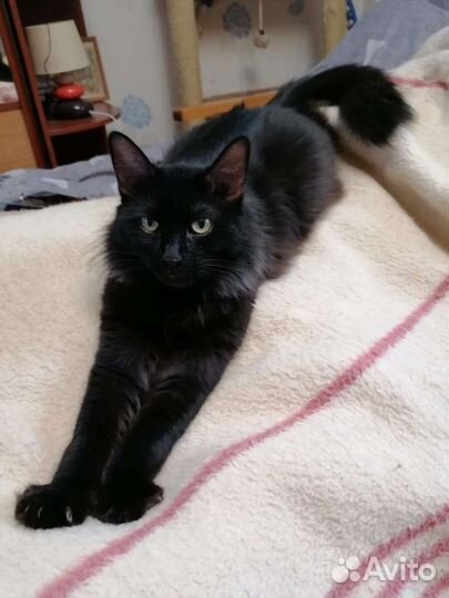 Очень добрый кот