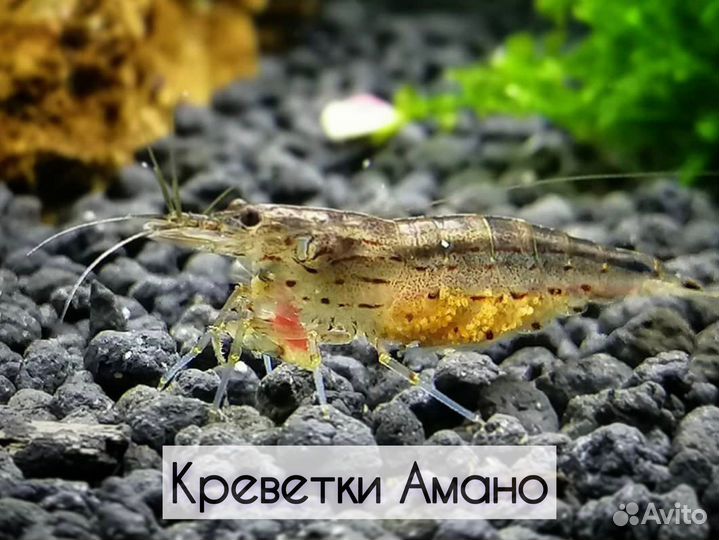Креветки Амано. Доставка. Самовывоз
