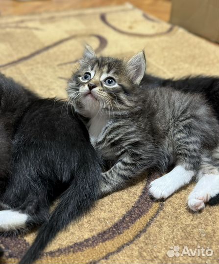 Отдам котят в добрые руки