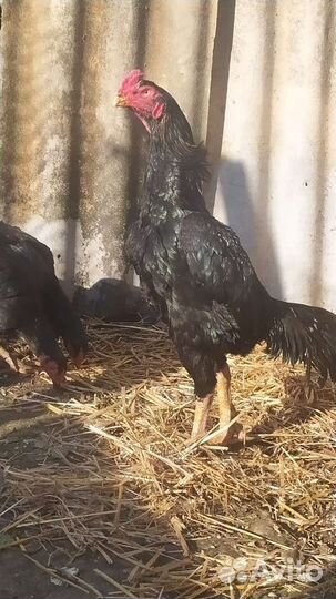 Бойцовые петухи Шамо