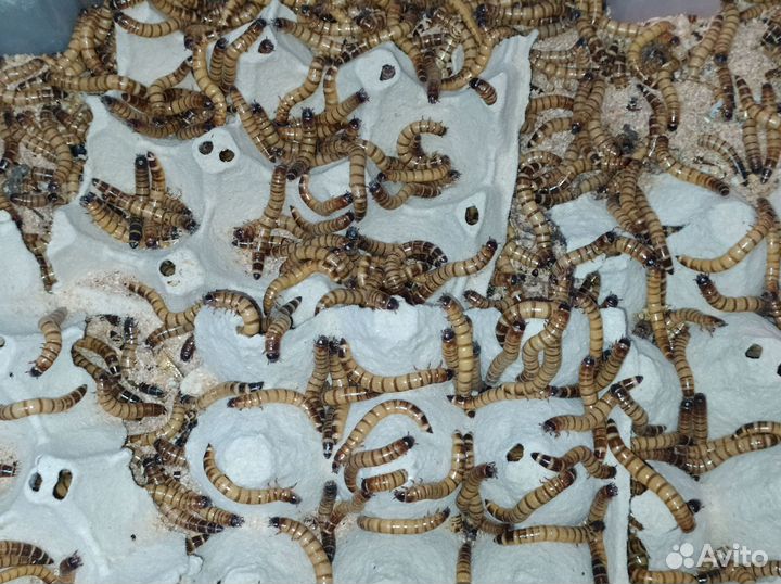 Кормовые насекомые. Зофобас