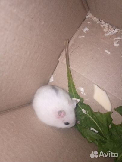 Хомяк с клеткой