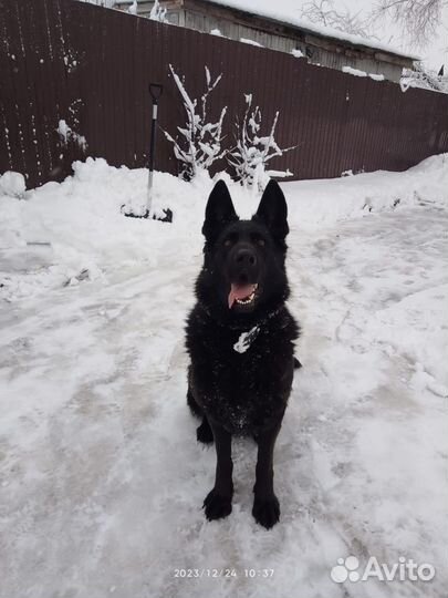 Щенки Восточно-Европейской овчарки