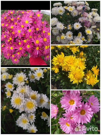 Многолетние садовые и комнатные цветы