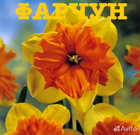 Луковицы нарциссов оптом