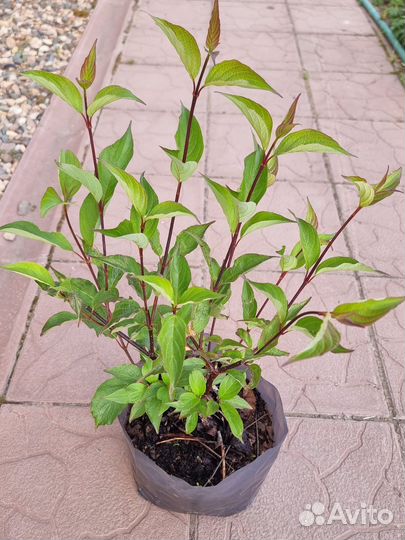 Декоративные кустарники (цены в описании)