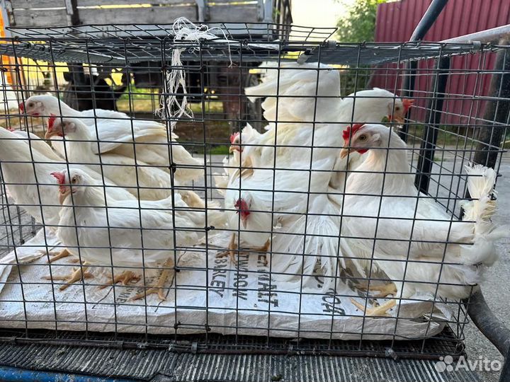 Куры несушки молодые, Не старьё под видом 8-9 мес