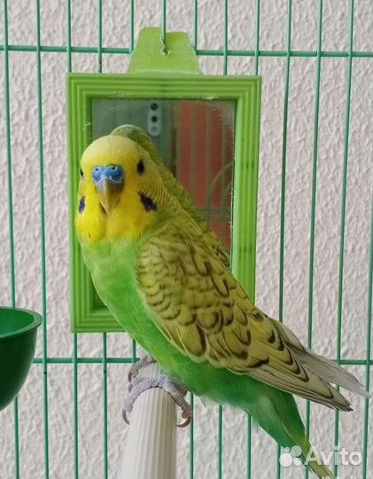 Попугай с клеткой