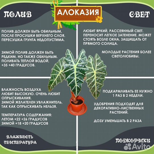 Алоказия