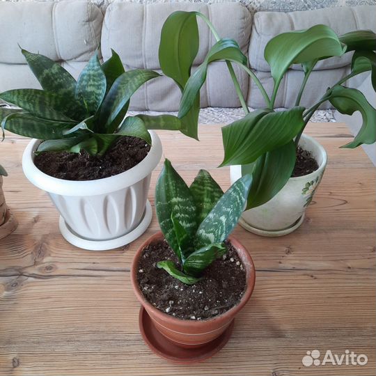 Крассула, эухарис, сансевиерия, фуксия