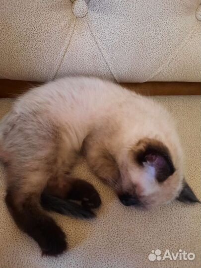 Сиамские котята