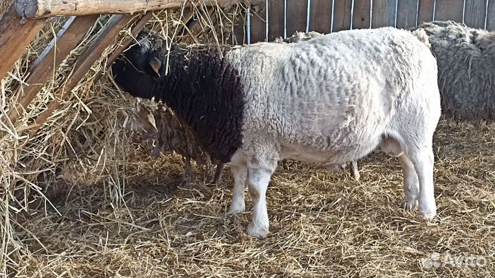 Баран дорпер