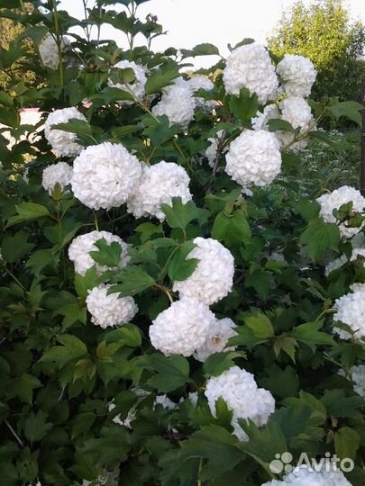 Калина Бульденеж крупномер 160-170 см