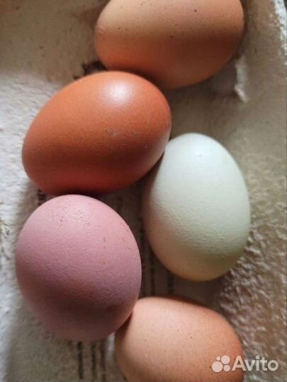 Куры несушки и Петухи 1.5 год, Петушки молодые