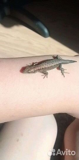 Ящерки прыткие