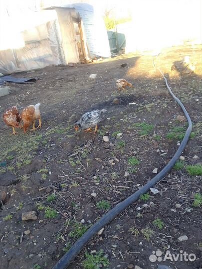 Цыплята несушки подрощенные