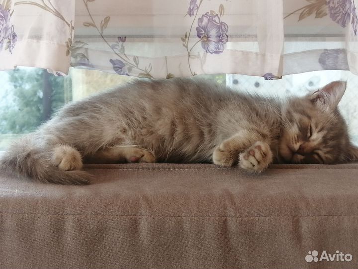 Домашние животные котята