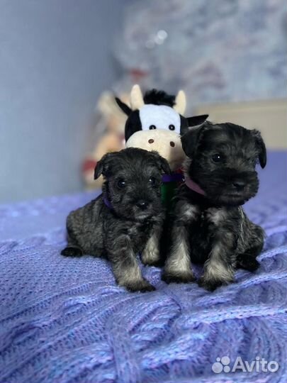 Щенки цвергшнауцера